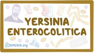 Video poster for Yersinia enterocolitica