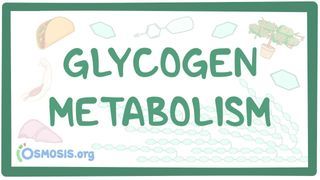 Video poster for Glycogen metabolism