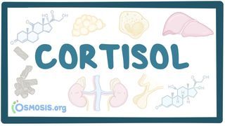 Video poster for Cortisol