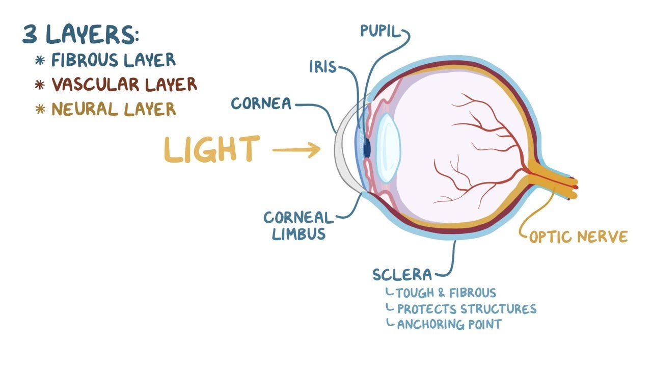Le Fort Fracture What Is It Diagnosis And Treatment Osmosis Le Fort Fracture What Is It Diagnosis And Treatment Osmosis