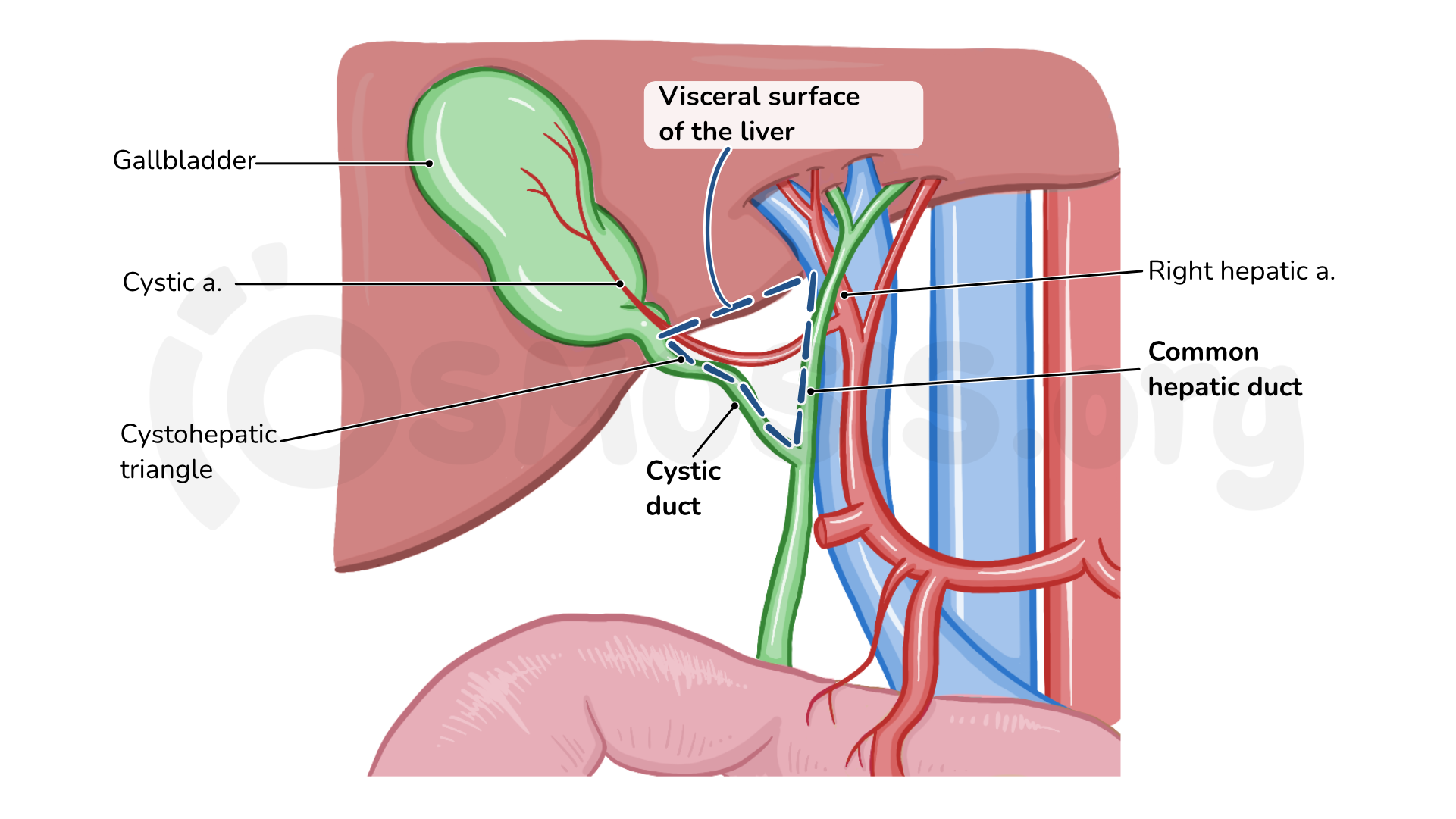 Portal Triad Anatomy Portal Triad Anatomy