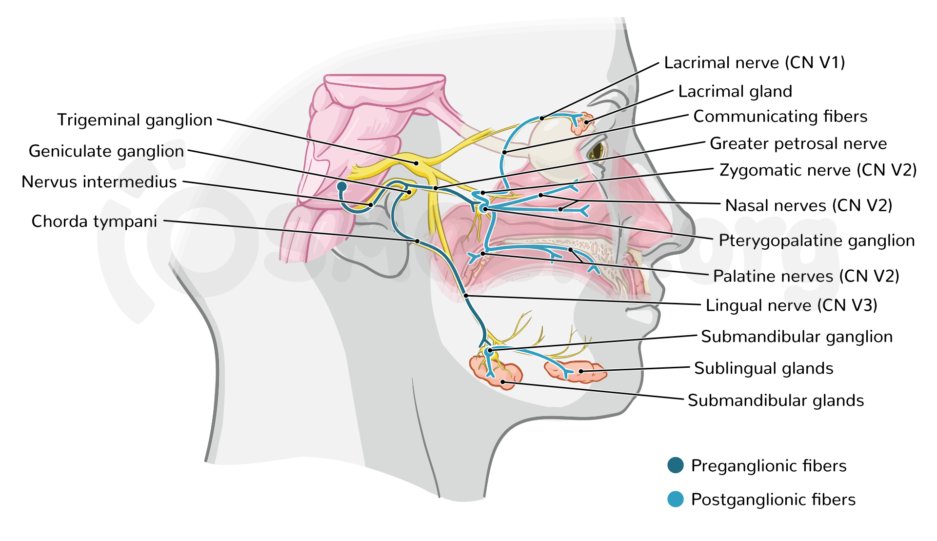 Anatomy Of The Facial Nerve CN VII Osmosis All For One