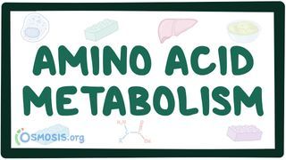 Video poster for Amino acid metabolism