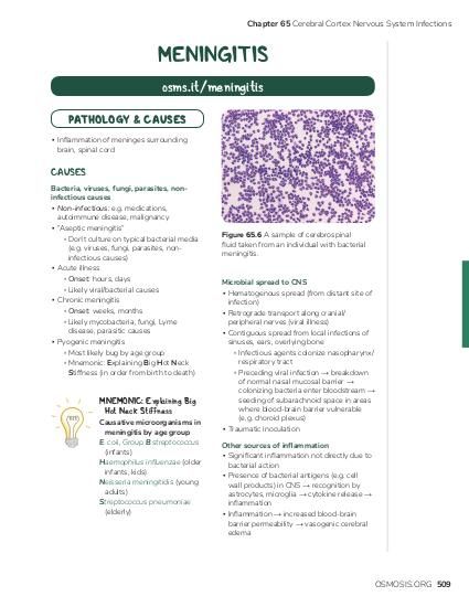 Chapter 65 Cerebral Cortex Nervous System Infections MENINGITIS osms.it/meningitis PATHOLOGY & CAUSES ▪ Inflammation of meninges surrounding brain, spinal cord CAUSES Bacteria, viruses, fungi, parasites, noninfectious causes ▪ Non-infectious: e.g. medications, autoimmune disease, malignancy ▪ “Aseptic meningitis” ▫ Don’t culture on typical bacterial media (e.g. viruses, fungi, parasites, noninfectious causes) ▪ Acute illness ▫ Onset: hours, days ▫ Likely viral/bacterial causes ▪ Chronic meningitis ▫ Onset: weeks, months ▫ Likely mycobacteria, fungi, Lyme disease, parasitic causes ▪ Pyogenic meningitis ▫ Most likely bug by age group ▫ Mnemonic: Explaining Big Hot Neck Stiffness (in order from birth to death) MNEMONIC: Explaining Big Hot Neck Stiffness Causative microorganisms in meningitis by age group E. coli, Group B streptococcus (infants) Haemophilus influenzae (older infants, kids) Neisseria meningitidis (young adults) Streptococcus pneumoniae (elderly) Figure 65.6 A sample of cerebrospinal fluid taken from an individual with bacterial meningitis. Microbial spread to CNS ▪ Hematogenous spread (from distant site of infection) ▪ Retrograde transport along cranial/ peripheral nerves (viral illness) ▪ Contiguous spread from local infections of sinuses, ears, overlying bone ▫ Infectious agents colonize nasopharynx/ respiratory tract ▫ Preceding viral infection → breakdown of normal nasal mucosal barrier → colonizing bacteria enter bloodstream → seeding of subarachnoid space in areas where blood-brain barrier vulnerable (e.g. choroid plexus) ▪ Traumatic inoculation Other sources of inflammation ▪ Significant inflammation not directly due to bacterial action ▪ Presence of bacterial antigens (e.g. cell wall products) in CNS → recognition by astrocytes, microglia → cytokine release → inflammation ▪ Inflammation → increased blood-brain barrier permeability → vasogenic cerebral edema OSMOSIS.ORG 509