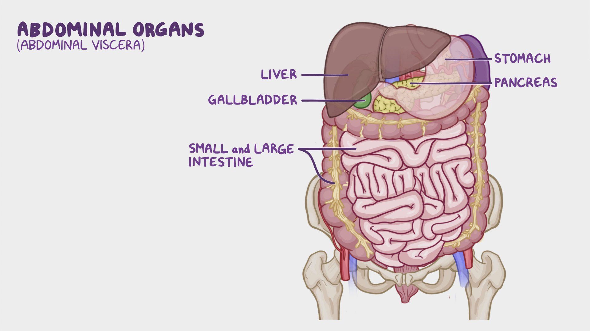 Video Anatomy Of The Abdominal Viscera Innervation Of The Abdominal Video Anatomy Of The Abdominal Viscera Innervation Of The Abdominal