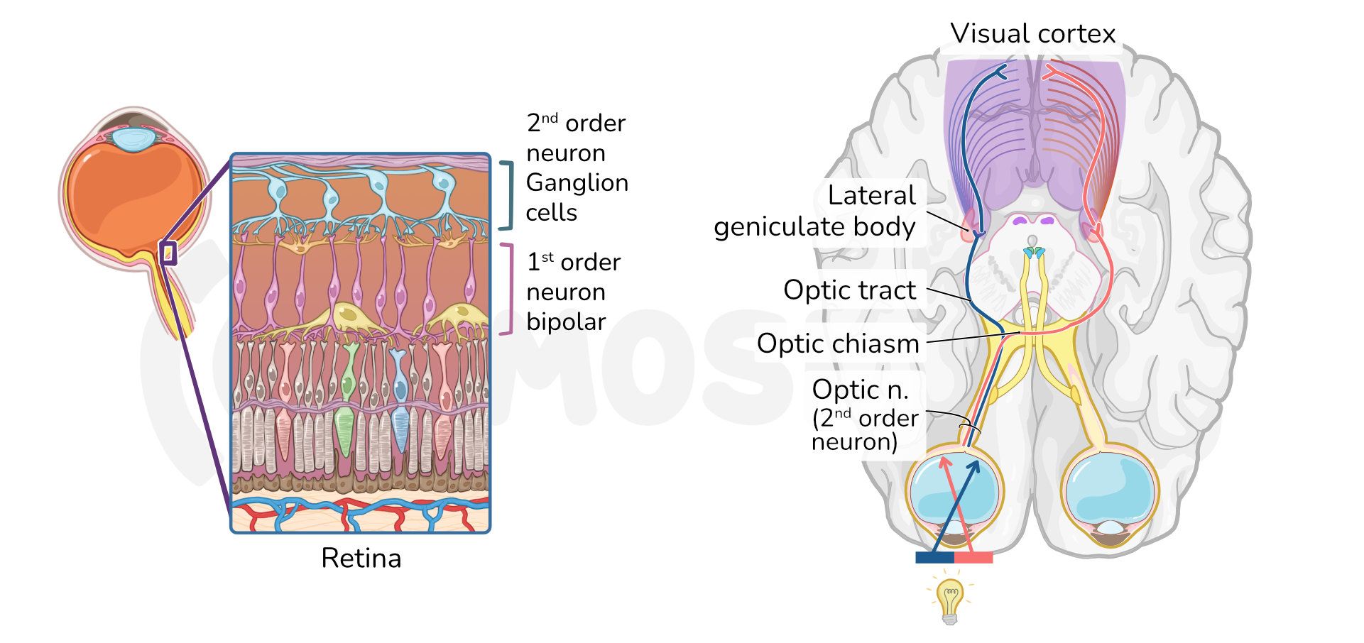 Optic Nerve Cn Ii Visual Pathway Schema Anatomy