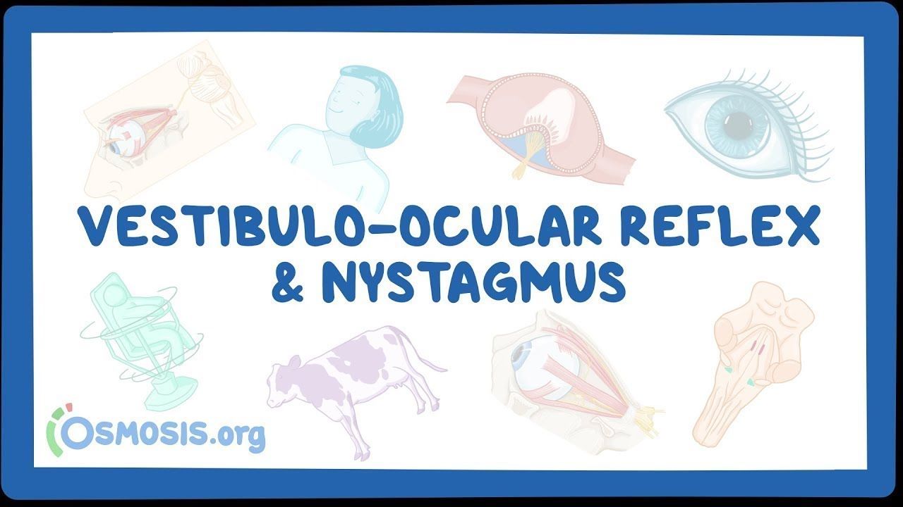 What Is Vestibulo Ocular Reflex