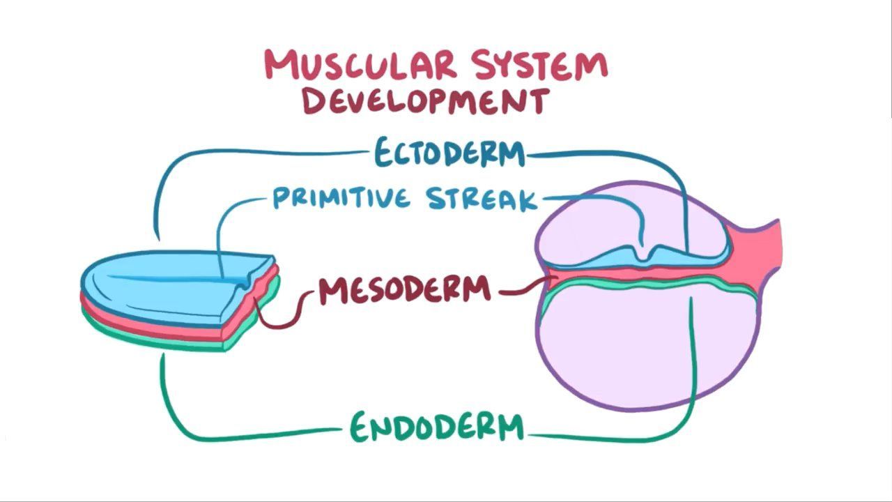 Video: Development of the muscular system | Osmosis