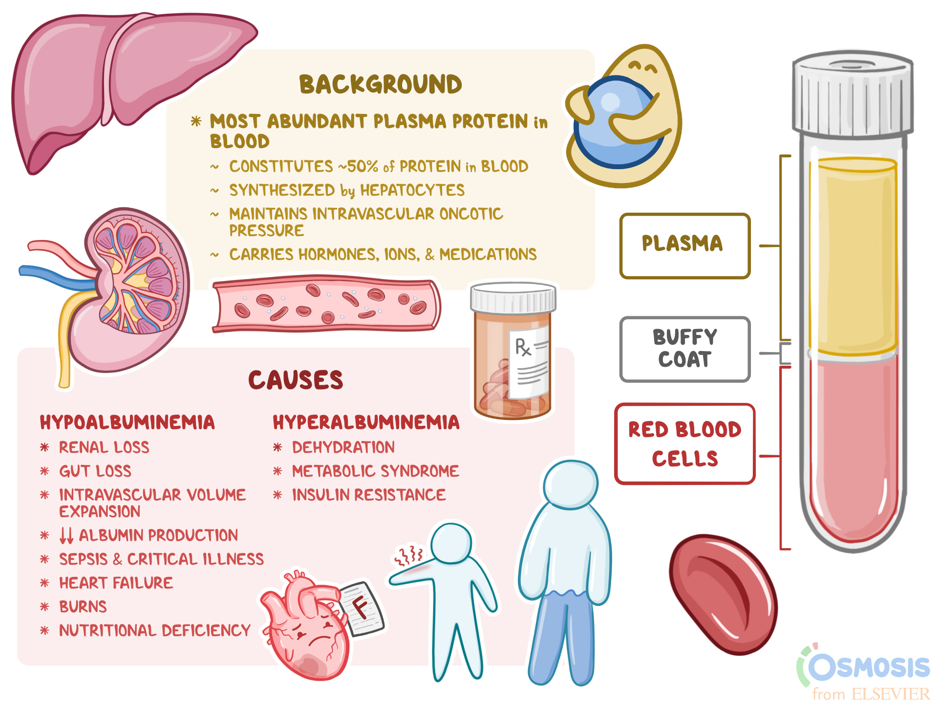 Can Protein Deficiency Cause Low Blood Sugar