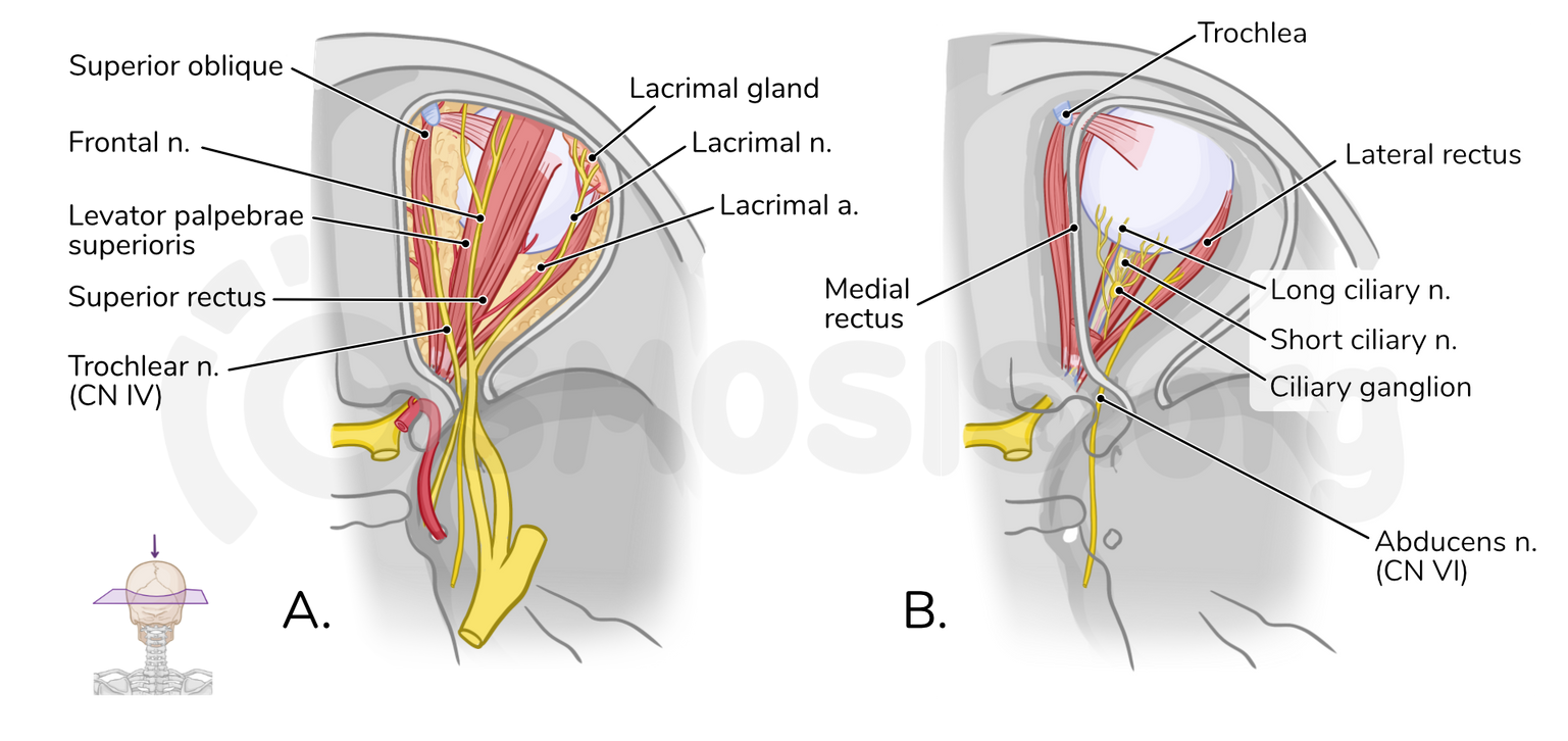 Anatomy of the orbit | Osmosis