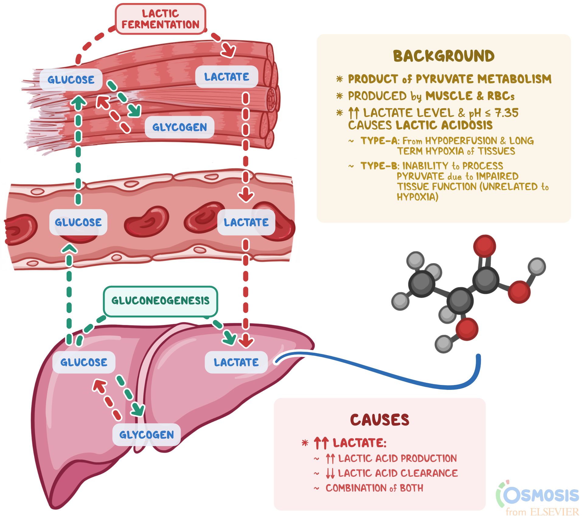 Lactic Acid What Is It What Increases It And More Osmosis