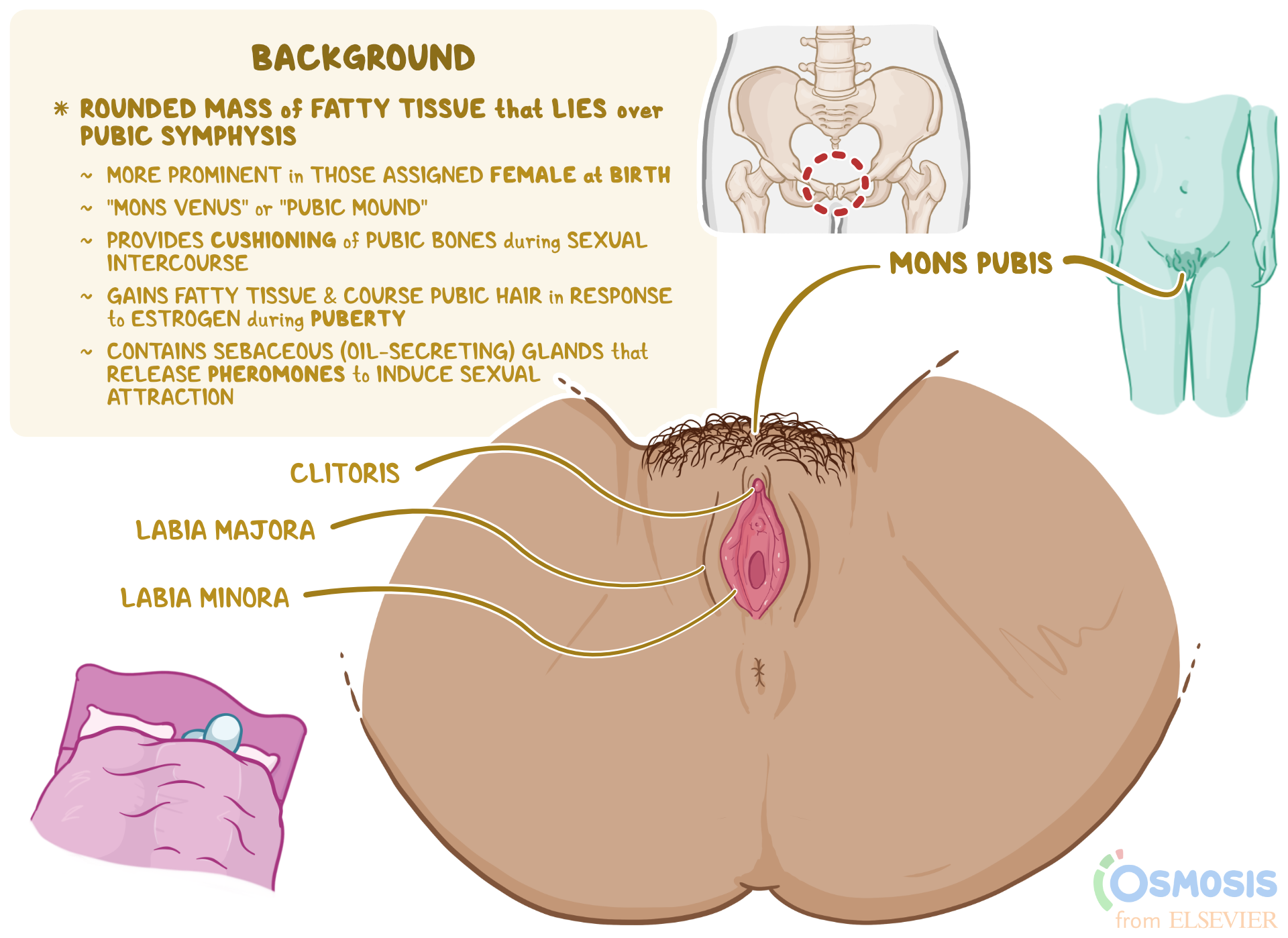 Erotic picture of groin area in female