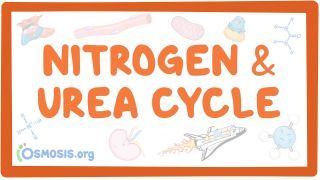 Video poster for Nitrogen and urea cycle
