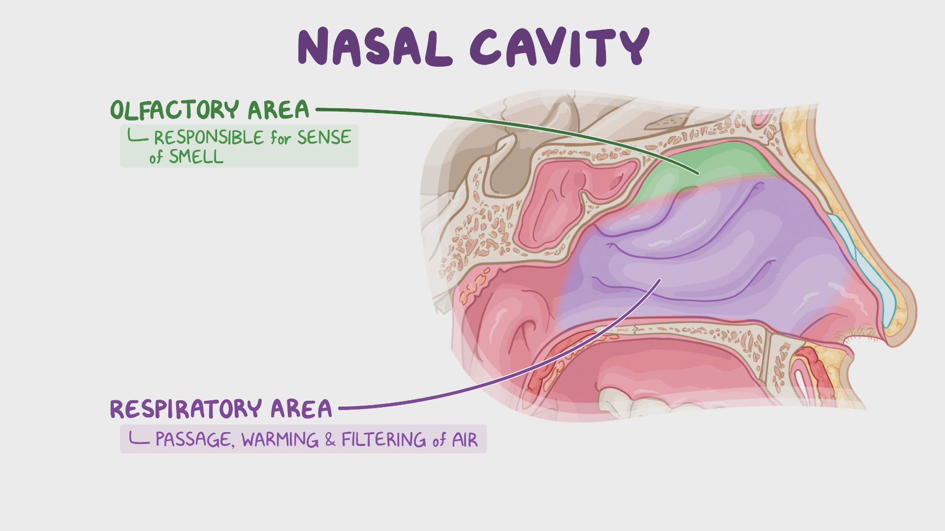 Video: Anatomy of the nose and paranasal sinuses | Osmosis