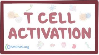 Video poster for T cell activation