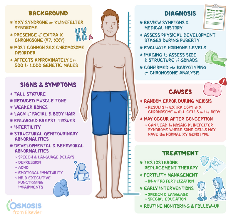 How Does Xxy Syndrome Occur XXY Syndrome Guide Understanding 