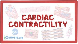 Video poster for Cardiac contractility