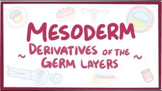Video poster for Mesoderm