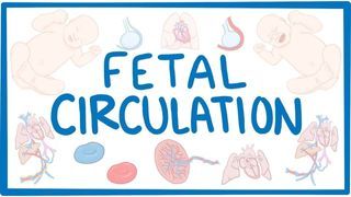 Video poster for Fetal circulation