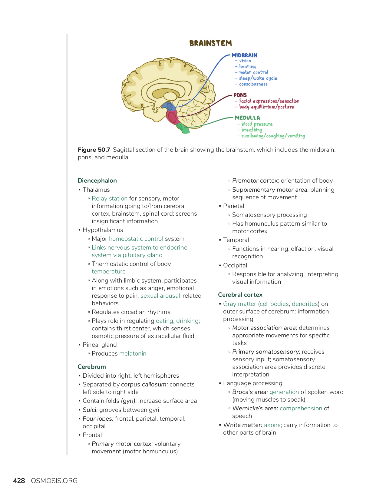 Nervous System Human Anatomy And Physiology Pdf Arocreative