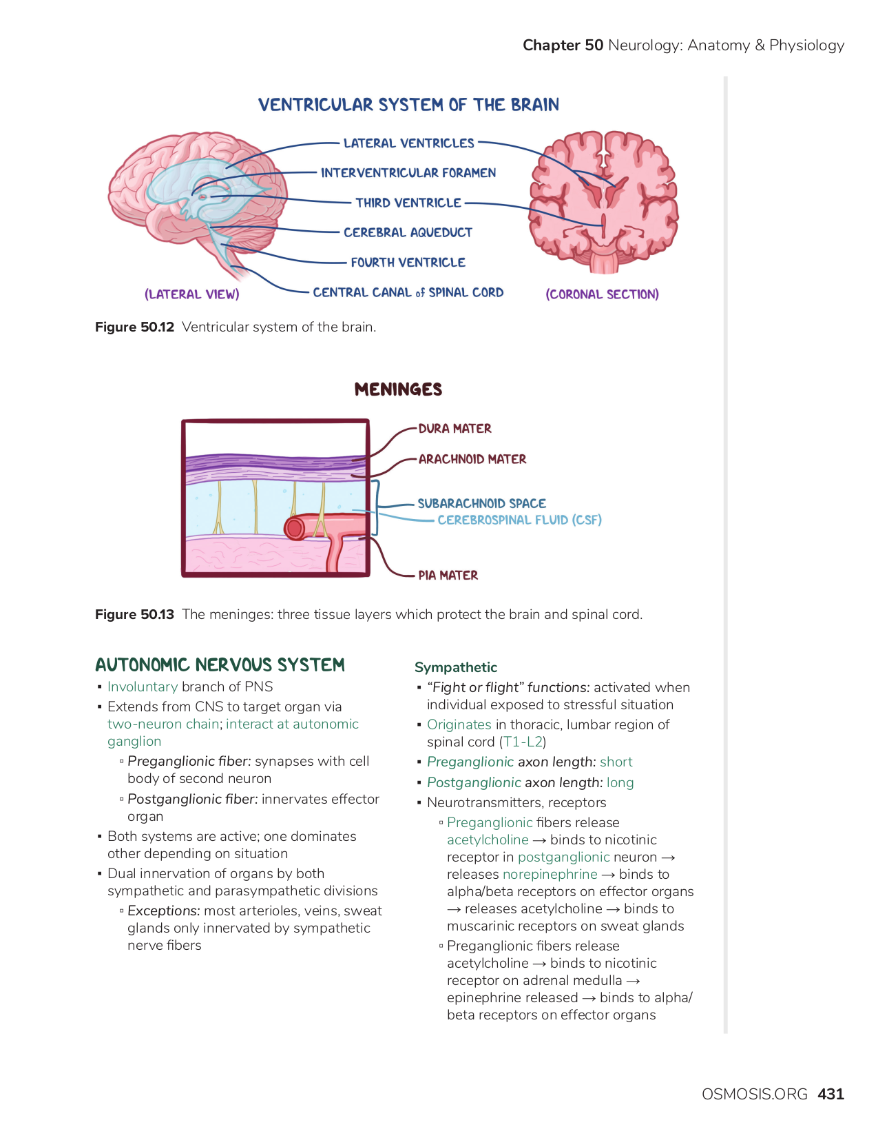 Nervous System Human Anatomy And Physiology Pdf Arocreative