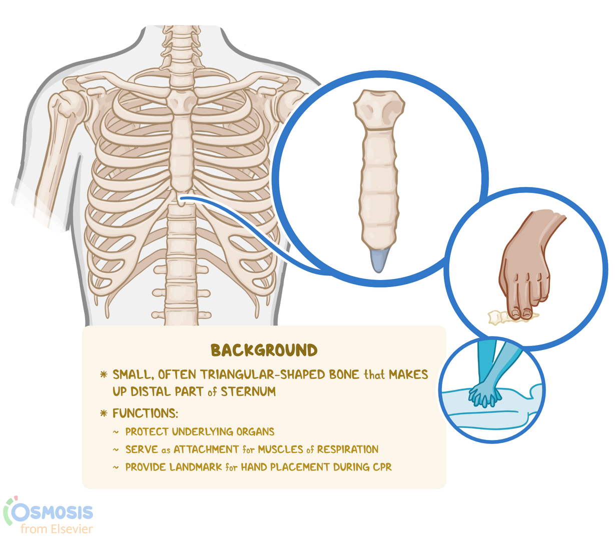 Xiphoid Process What Is It, Function, Injuries, and More Osmosis