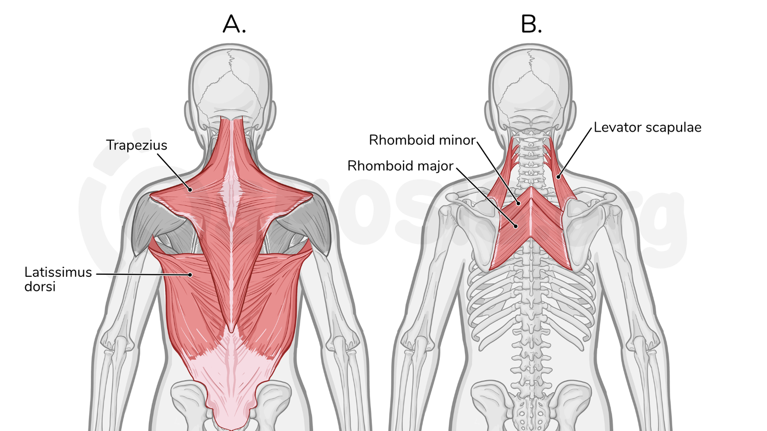 Muscles Of The Back Osmosis Muscles Of The Back Osmosis