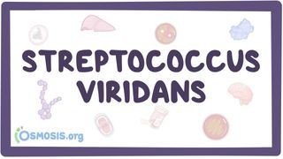 Video poster for Streptococcus viridans