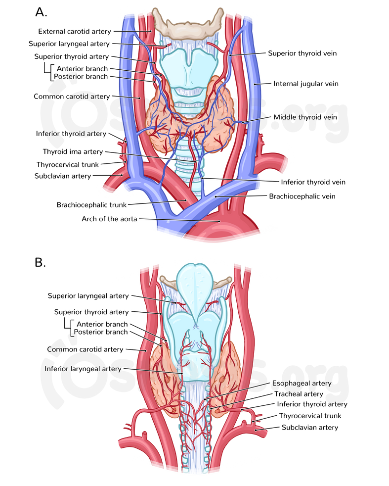 Anatomy Of The Thyroid And Parathyroid Glands Osmosis