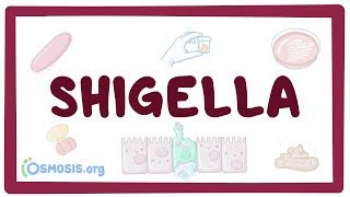Video poster for Shigella