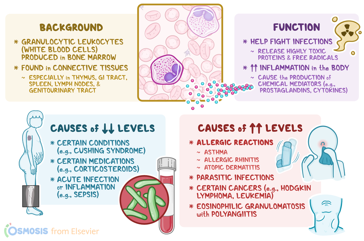What is Lymph Auto in a Blood Test: Key Insights Explained