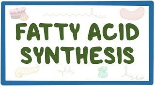 Video poster for Fatty acid synthesis