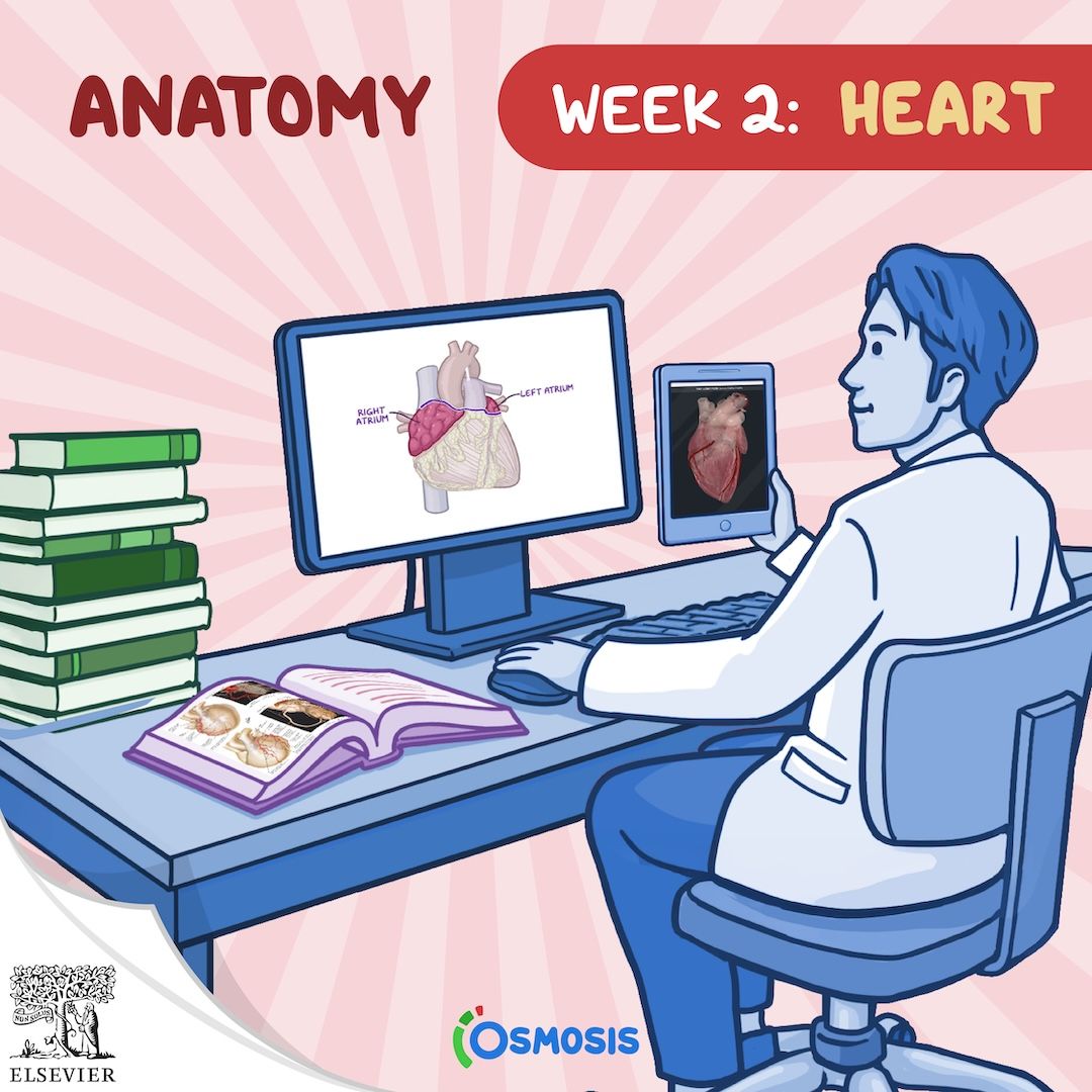 student studying a desk on a computer screen with an osmosis video with anatomy of the heart video on the screen