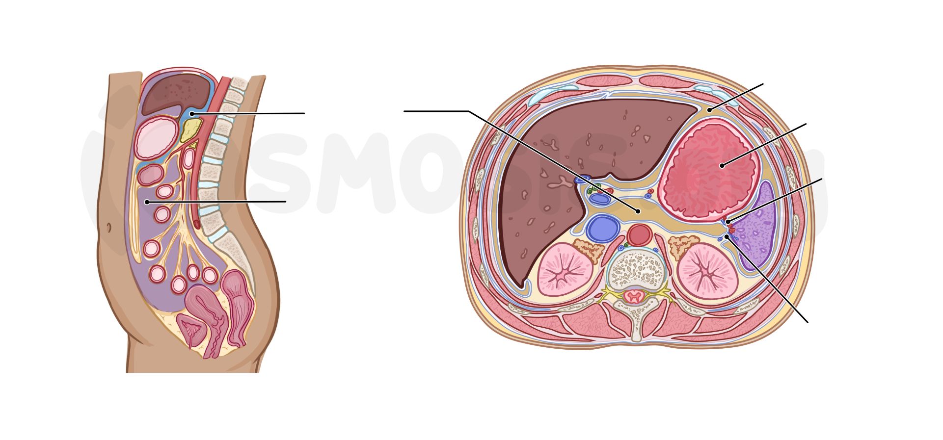 Retroperitoneal Cavity Anatomy Retroperitoneal Cavity Anatomy