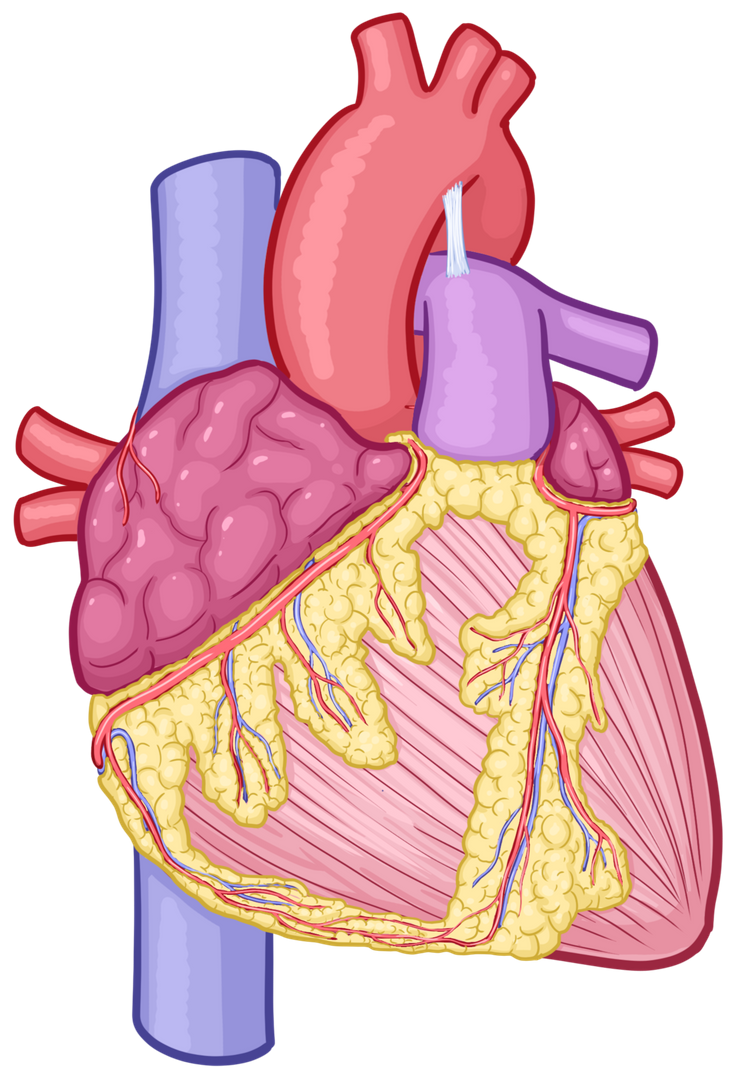 Applying antiembolic stockings and sequential compression devices ...