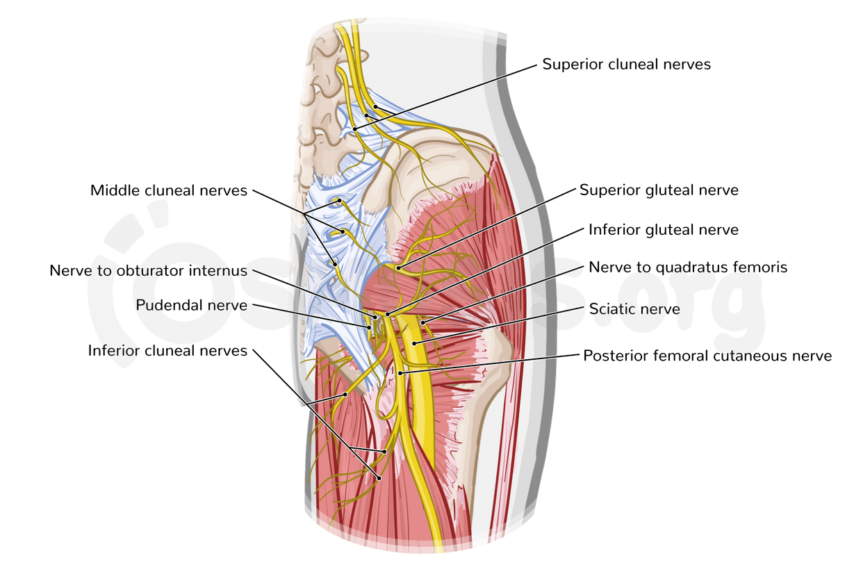 Gluteal Nerves Innervation