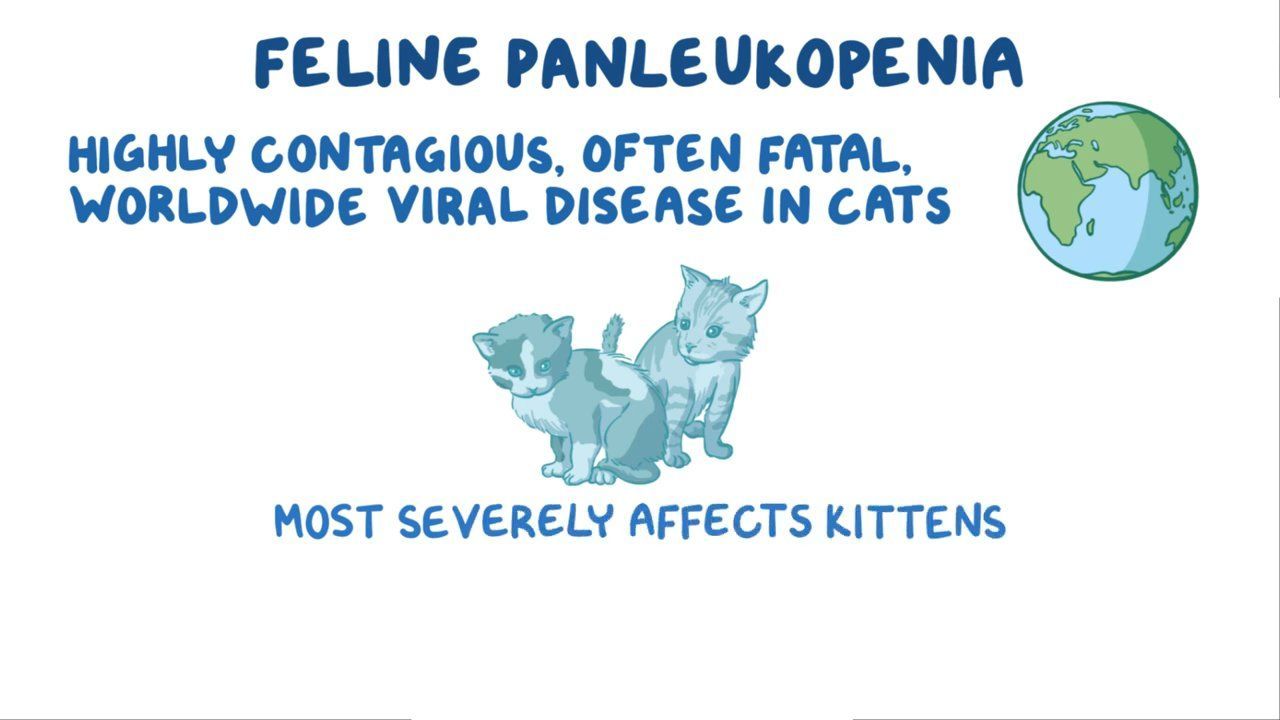 Video: Feline Panleukopenia Osmosis