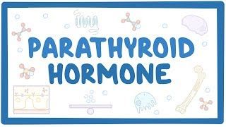 Video poster for Parathyroid hormone
