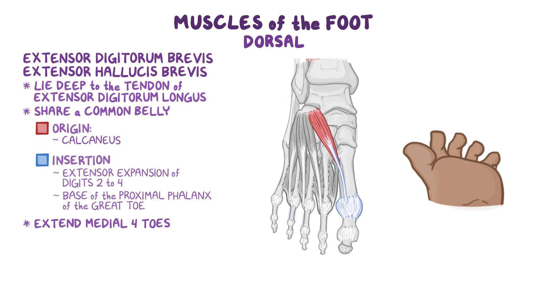 Calcaneal Spurs What Are They Signs And Symptoms Treatment And More Calcaneal Spurs What Are They Signs And Symptoms Treatment And More