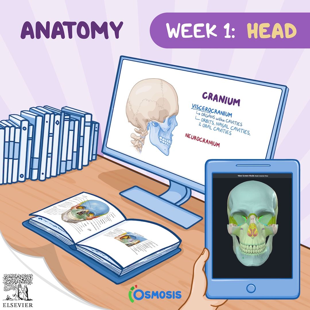 desk with anatomy resources