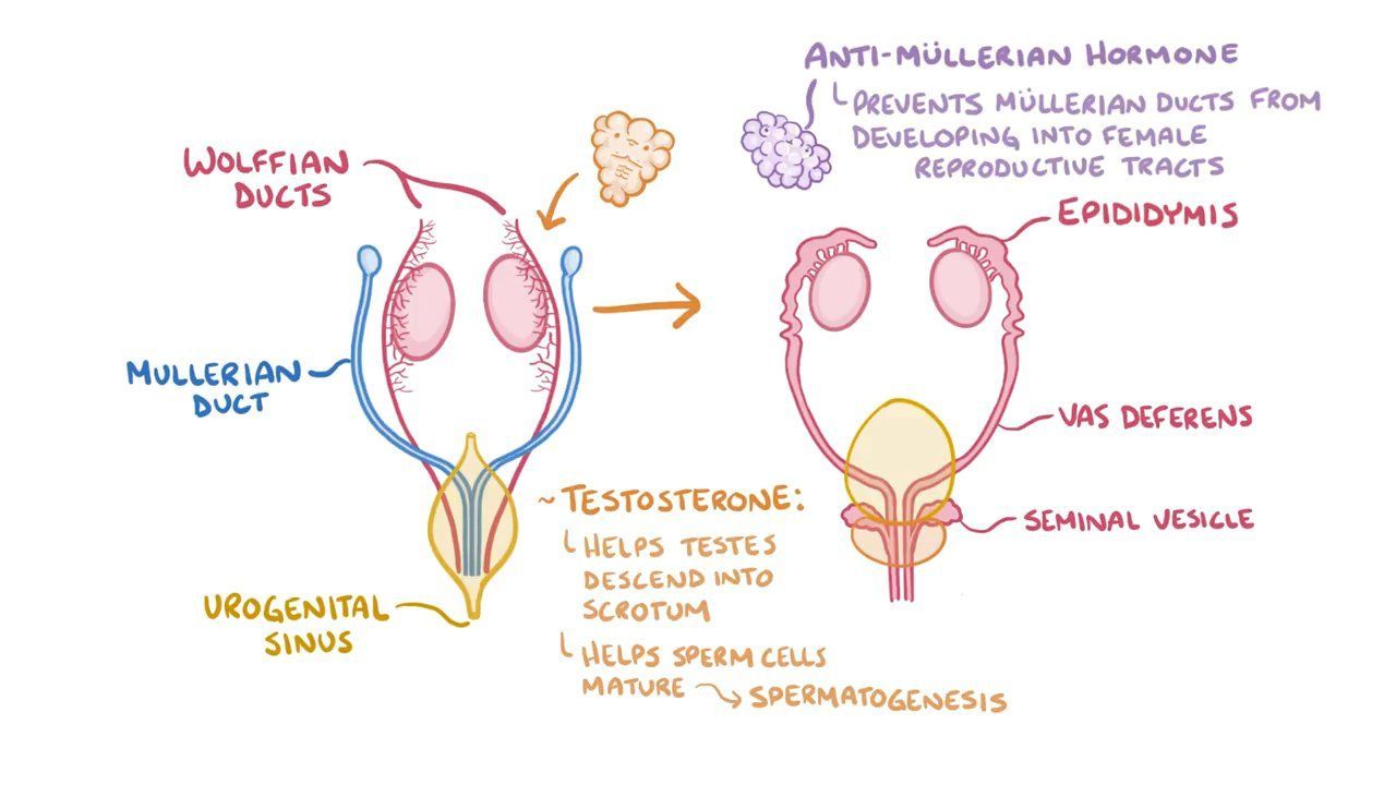 Androgen Insensitivity Syndrome Testicular Feminization