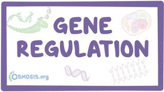 Video poster for Gene regulation
