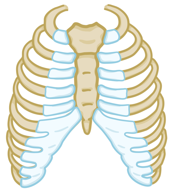 Muscle energy for rib somatic dysfunction Osmosis