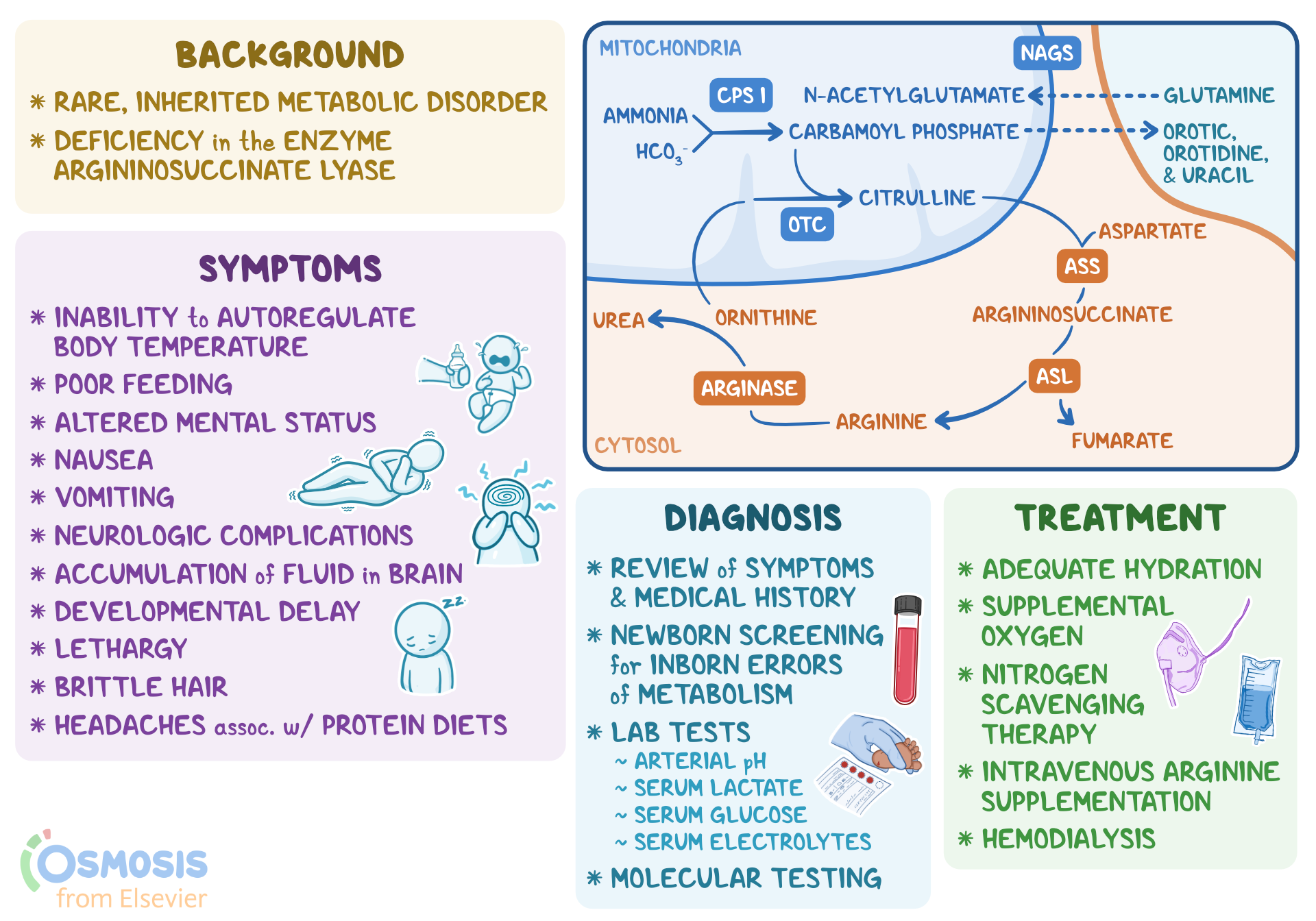 Argininosuccinic Aciduria: What It Is, Causes, Signs and Symptoms | Osmosis