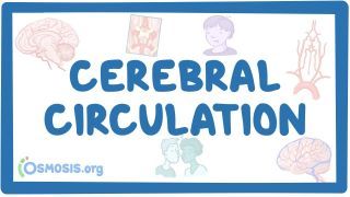 Video poster for Cerebral circulation