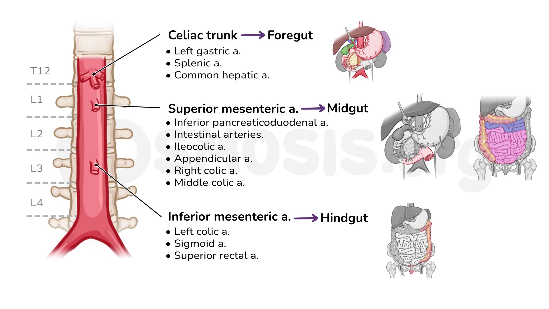 Anatomy Of The Abdominal Viscera Blood Supply Of The 59 OFF
