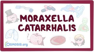 Video poster for Moraxella catarrhalis