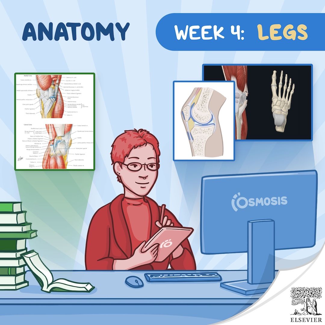 Osmosis mascot studying legs with anatomy resources from Osmosis, Complete Anatomy and Netter's