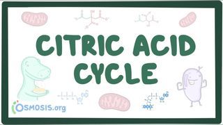 Video poster for Citric acid cycle