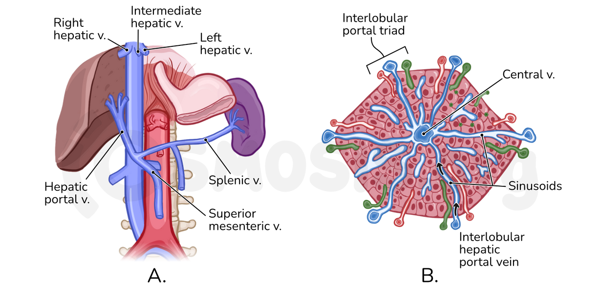 Portal Triad Gross Anatomy Hepatic Artery Proper Radiology Reference Portal Triad Gross Anatomy Hepatic Artery Proper Radiology Reference